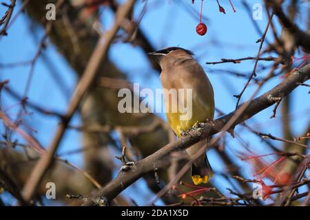 Ein Zedernwachsflügel, Bombycilla cedrorum, der auf einem Baumzweig eines Krabbenanpfes in Frucht thront Stockfoto