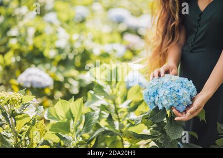 Gartenarbeit Floristen Konzept. Frau Hände halten blauen Hortensien blühende Blume im Garten. Leere Stelle für Text im Hintergrund. Stockfoto