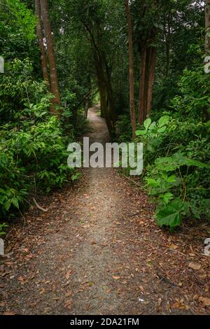 Wanderweg in einem wunderschönen üppigen grünen tropischen Wald in Südostasien Stockfoto