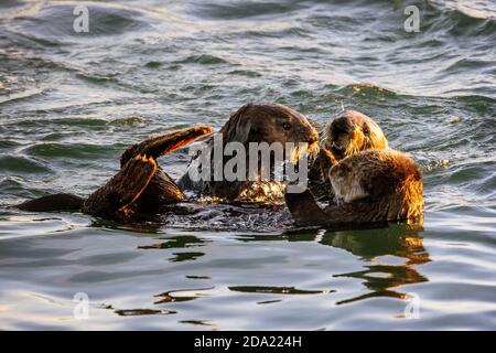 Drei Seeotter (Enhyda lutris) spielen im Elkhorn Slough, Moss Landing, Kalifornien Stockfoto