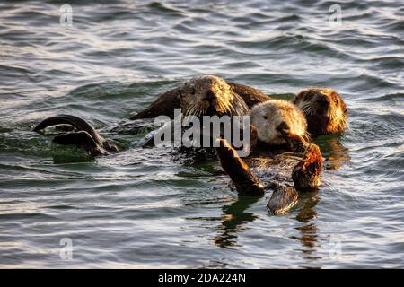 Drei Seeotter (Enhyda lutris) treiben zusammen im Elkhorn Slough, Moss Landing, Kalifornien Stockfoto