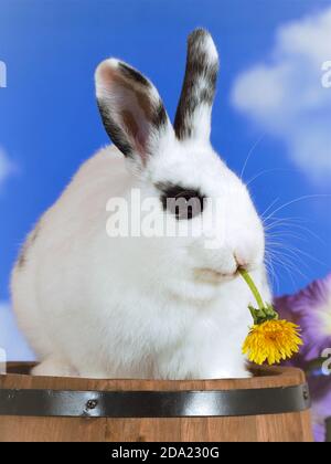 Niedliches weißes Kaninchen auf Holzfass sitzend, Löwenzahn Blume essend. Stockfoto