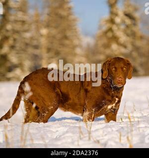 Schöner Chesapeake Bay Retriever Hund steht in Winterwiese im tiefen Schnee, suchen. Stockfoto