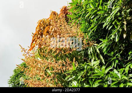 Blüten Des Mangobaums Stockfoto