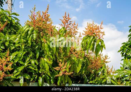 Blüht Am Oberen Rand Des Mango-Baumes Stockfoto