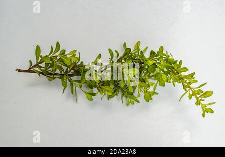 Auf weißem Papier liegt ein Stamm aus satureja viminea Pfefferminze aus kleinen länglichen Blättern. Stockfoto