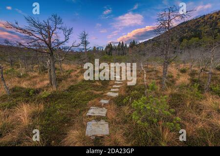 Wanderweg aus Holzbohlen über dem Moor, Mäander im Wald, Tinovul Mohos, Siebenbürgen, Rumänien, Europa Stockfoto