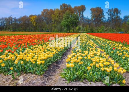 Wunderschöne Frühlingslandschaft mit landwirtschaftlichen Blumengärten. Blühende bunte gelbe und rote Tulpenfelder in den Niederlanden, Europa Stockfoto
