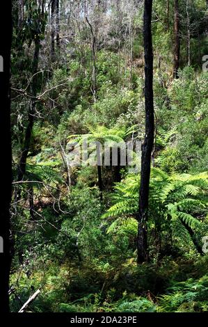 Native Alpine Forest in the Cathedral Ranges, Victoria, Australien. Nach den 2009 Bränden haben sich die Baumfarne und das Dogwood gut erholt. Stockfoto