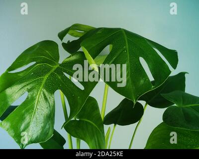 Monstera deliciosa Zimmerpflanze in hellem Sonnenlicht. Einrichtung der Zimmer im skandinavischen Stil im Hipster-stil. Leere blaue Wand und Kopierer Stockfoto