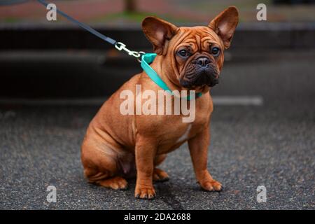 Cute Brown französisch Bulldog sitzen im Freien Blick auf die Kamera. Adorable gesunde fawn farbigen Hund mit blauem Kragen Stockfoto