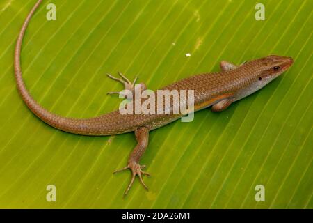 East Indian Brown Skin, viele-gefüttert Sun Skink, oder Common Sun Skink, während der wissenschaftliche Name, Eutropis multifasciata, East Indian Brown Skink in der Stockfoto