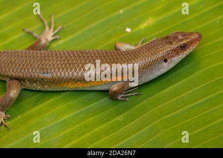 Nahaufnahme von Eutropis multifasciata balinensis, Bali Skink im Freien, Tierwelt Stockfoto