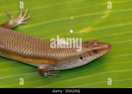 Nahaufnahme von Eutropis multifasciata balinensis, Bali Skink im Freien, Tierwelt Stockfoto