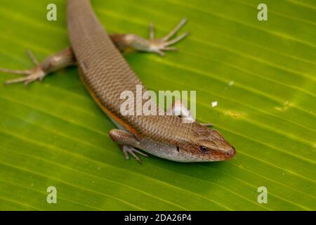 Nahaufnahme von Eutropis multifasciata balinensis, Bali Skink im Freien, Tierwelt Stockfoto