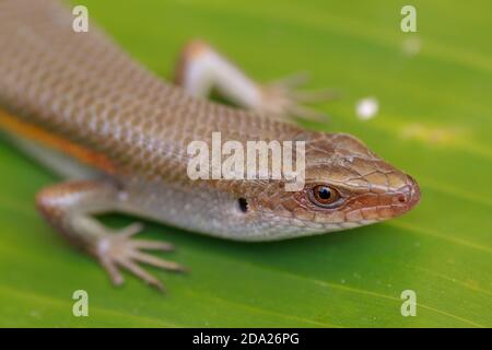 Nahaufnahme von Eutropis multifasciata balinensis, Bali Skink im Freien, Tierwelt Stockfoto