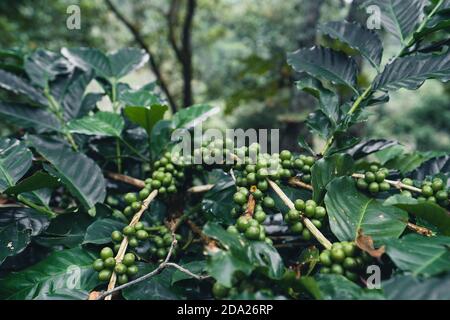 Arabica Kaffee Plantage unter einem großen Baum in Asia Dark Grüne Kaffeepflanze Stockfoto