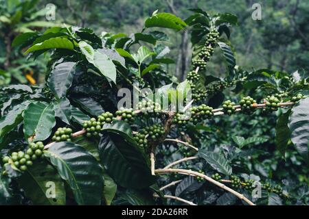 Arabica Kaffee Plantage unter einem großen Baum in Asia Dark Grüne Kaffeepflanze Stockfoto