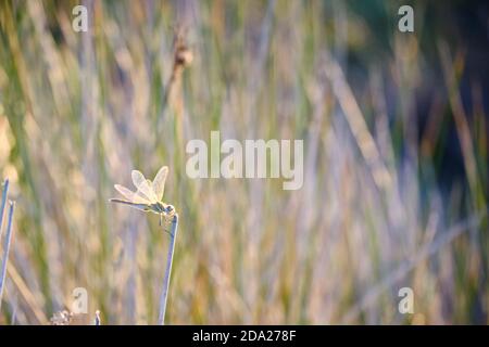 Libelle sitzt auf einem Grashalm vor floralem Hintergrund Stockfoto