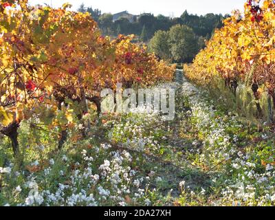 Reihen von Weinreben, Blätter von Herbstfarben auf einem sanft abfallenden Feld. Kleine weiße Blüten blühen aufgrund der reduzierten Verwendung von Herbiziden. Biowein Stockfoto