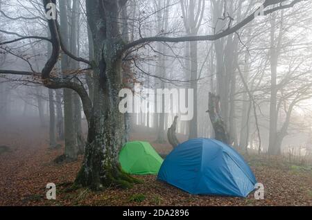 Wanderzelte im Nebelwald. Erkunden Sie die wilde Natur. Touristischer Campingplatz in den Karpaten, Ukraine. Stockfoto