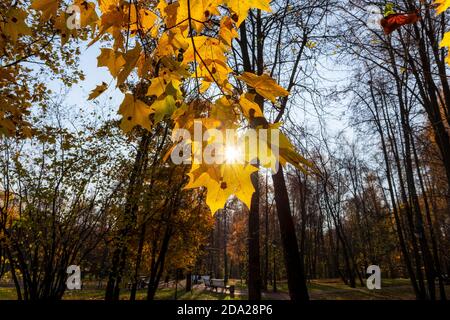 Herbst Ahorn Blätter in sonnigen Tag Stockfoto