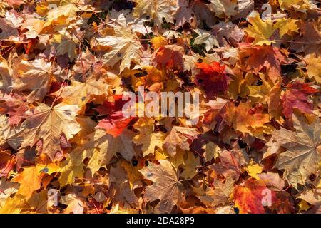 Buntes Herbstlaub Hintergrund Stockfoto