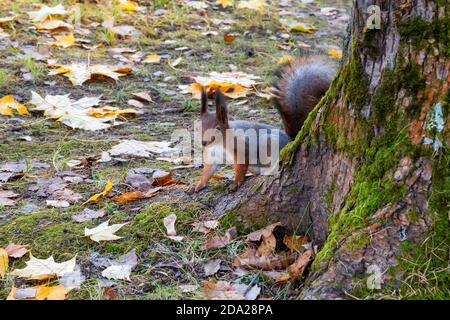 Eichhörnchen im Herbst park Stockfoto