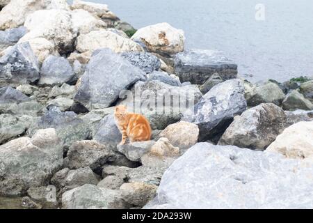 Fat Ingwer Katze sitzt auf den Felsen in der Nähe des Ufers Stockfoto
