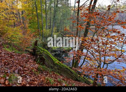 Siehdichum, Deutschland. November 2020. Alte, mit Moos bewachsene Baumstämme liegen am steilen Ufer des Hammersees im herbstlichen Naturpark Schlaubetal. Der Naturpark Schlaubetal im Ostbrandenburgischen Heide- und Seengebiet wurde Ende 1995 gegründet und umfasst 227 Quadratkilometer. Die Fläche wurde von der letzten Eiszeit maßgeblich geprägt. Über zwei Drittel des Naturparks sind mit Wald bedeckt. Charakteristisch für das Schlaubetal ist die Fülle an Seen und Seenketten, die von der Eiszeit geprägt sind. Quelle: Patrick Pleul/dpa-Zentralbild/ZB/dpa/Alamy Live News Stockfoto