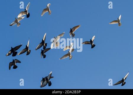 Schar von Tauben fliegen in den blauen Himmel Stockfoto