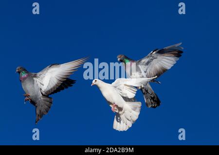Tauben fliegen wunderschön über den blauen Himmel Stockfoto