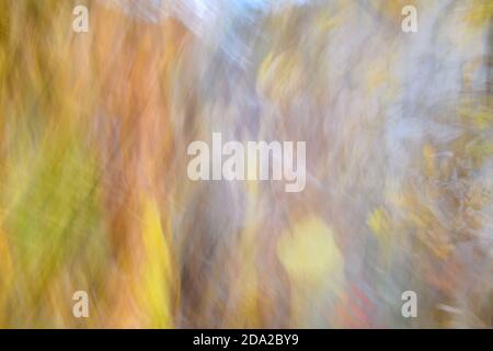 Verschwommenes abstraktes Foto von Licht, das zwischen Bäumen platzte und glitzert goldene Bokeh-Lichter Stockfoto