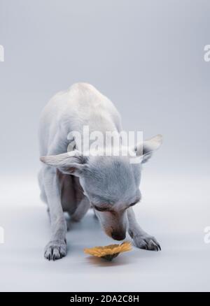 Ein kleiner weißer Hund mit traurigen Augen und hellen Blumen auf weißem Hintergrund. Stockfoto