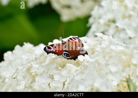 Pfauenschmetterling bei einem Sonnenbad auf einem weißen Fliederstrauch, Botanischer Garten, Glasnevin, Dublin, Aug 2019 Stockfoto