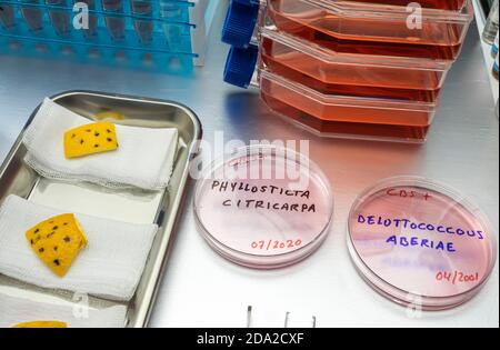 Proben von einem winzigen Pilz in Orangen genannt Phyllosticta citricarpa oder schwarzen Fleck, ist es ein Schädling vor allem in Südafrika, Petrischale enthält Stockfoto