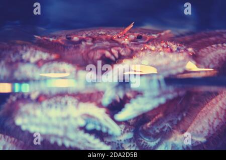 Die viereckige Haarkrabbe ist eine Krabbenart, die im Fernen Osten und Japan gefunden wird. Kommerzielle Art der japanischen und russischen Meeresküche Stockfoto