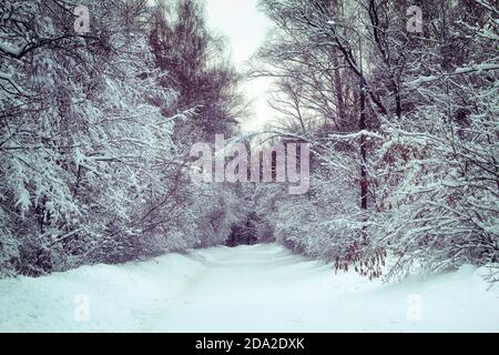 Leere Winterstraße mit Schnee bedeckt. Park mit großen Bäumen unter dem Schnee. Dumpfer Winterwald mit einer verlassenen Straße. Stockfoto