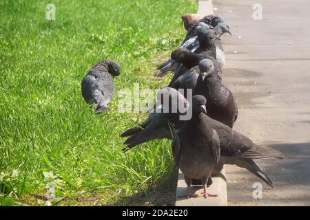 Im Sommer sitzen graue Tauben auf dem Bordstein. Tauben sitzen in einer Linie neben der Straße. Stockfoto