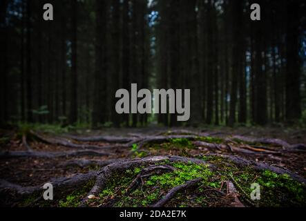 Nahaufnahme von Moos auf dem Boden im dunklen Wald. Schöner dunkler Hintergrund. Hintergrund. Die Bäume Wurzeln auf dem Weg in den Wäldern. Niedrige Sicht. Waldlinien. Hölzer. Masse. Stockfoto