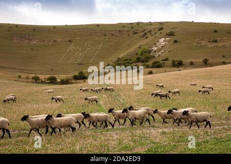 Großbritannien, England, East Sussex, Wilmington, Schafe im Feld unter Long-man-Figur am Hang Stockfoto