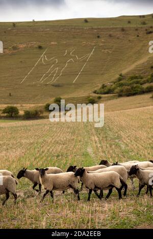 Großbritannien, England, East Sussex, Wilmington, Schafe im South Downs Feld unter Long man Figur am Hang Stockfoto