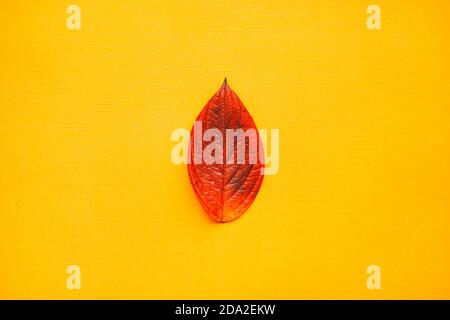 Bunte orange und gelb Herbst Hintergrund Rahmen aus gefallen Herbstlaub Stockfoto