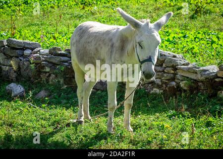 Esel auf einem Feld, Pralognan la Vanoise, Französische alpen Stockfoto