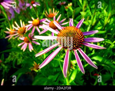 Echinacea Purpurea Maxima in einem Garten. Junge Blumen, blühende beginnt, Sommertag. Stockfoto