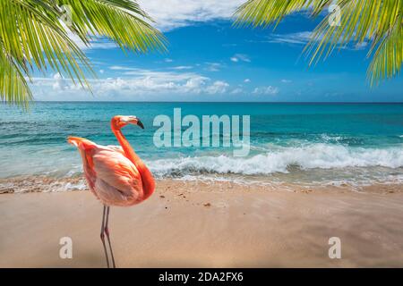 Flamingo am Strand in Aruba. Stockfoto