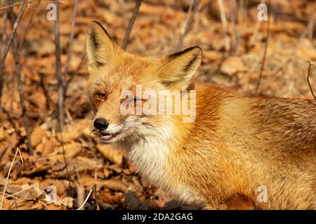 Ein Fuchs unter trockenem Herbstgras am Kap Tobizin auf russischer Insel in Wladiwostok. Stockfoto