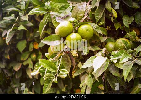 Grüne Mandarinen wachsen auf Zitrusbäumen. Stockfoto