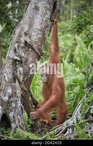 Central Kalimantan, Februar 2016, Pongo pygmaeus, Borneo orangutan im Dschungel. Stockfoto