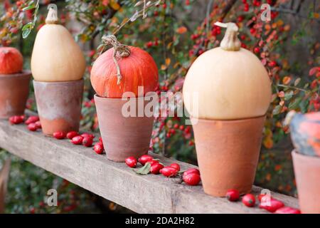 Herbstgartendarstellung von Kürbissen in Töpfen in einer Reihe auf einem Holzregal. VEREINIGTES KÖNIGREICH Stockfoto